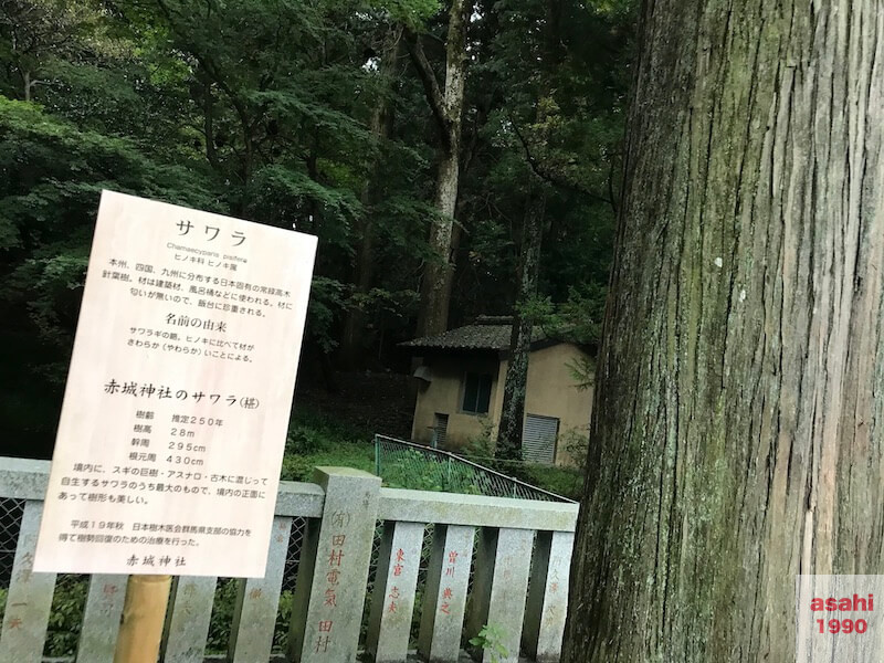 三夜沢赤城神社サワラの木