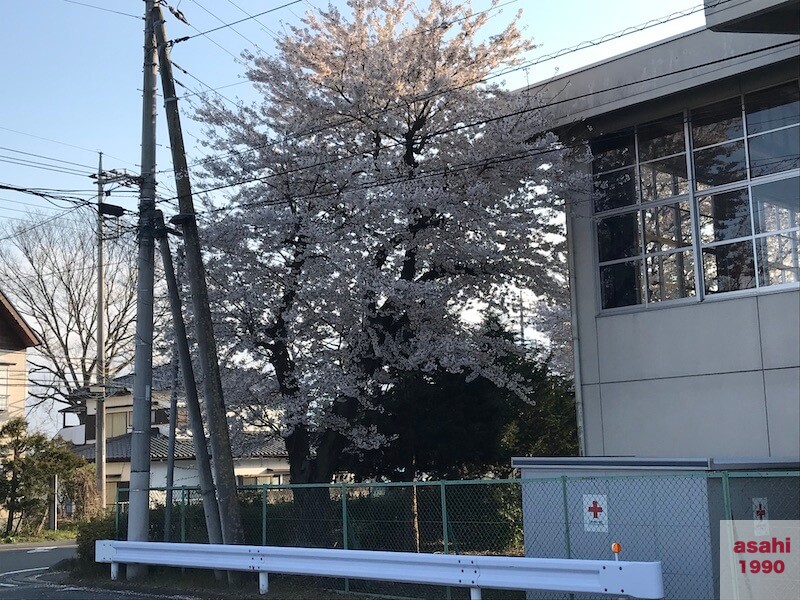 沼田の桜