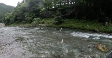 神流川の鮎釣り：私にはまだまだ難しい状況です