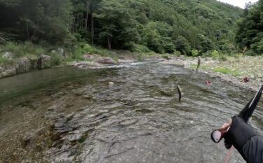 神流川の鮎釣り：群れ鮎狙いが良かったかもしれません