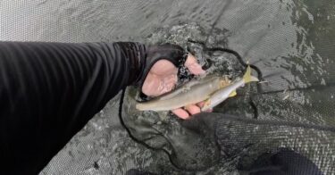利根川の鮎釣り：ようやく今年の利根川、ルアーでの初釣果