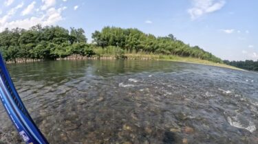 利根川の鮎釣り：初めてサクラマスを見ました