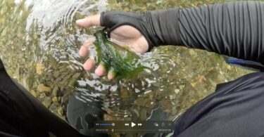 神流川の鮎釣り：藻で全く釣りにならず。