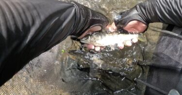 上野村神流川の鮎釣り：南甘よりもナワバリ鮎が多く感じました。