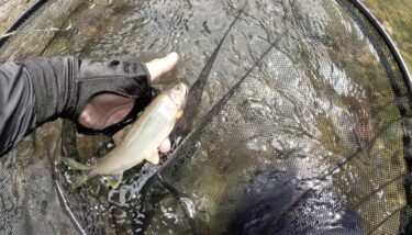 神流川の鮎釣り：群れ鮎が消え、いつもの釣りができず