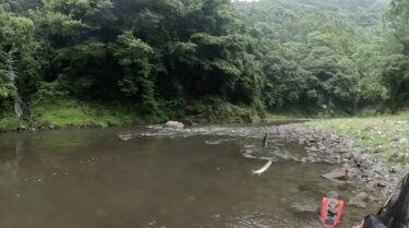 神流川の鮎釣り：すっぽ抜け+大雨の鮎釣り