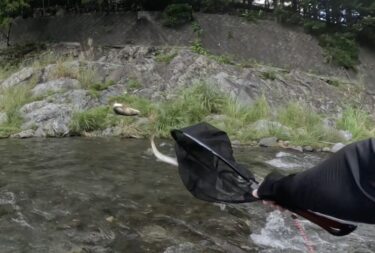 神流川の鮎釣り：久しぶりに釣れました。